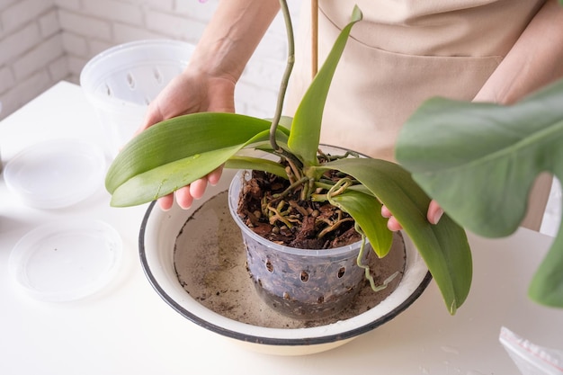 Transplanting orchid plants Home gardening breeding of orchids