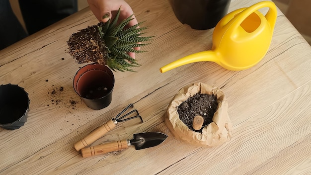 Photo transplanting plants into another pot, garden tools lie on a wooden table, a shovel, a yellow wateri