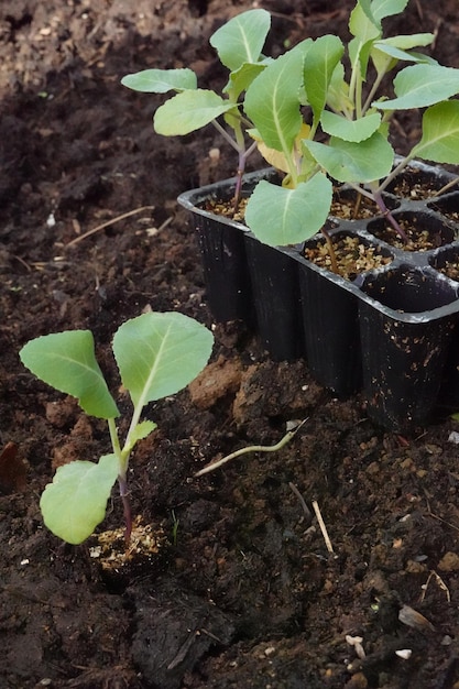 transplanting of young cauliflower plant in the vegetable garden cauliflower seedbed on the soil