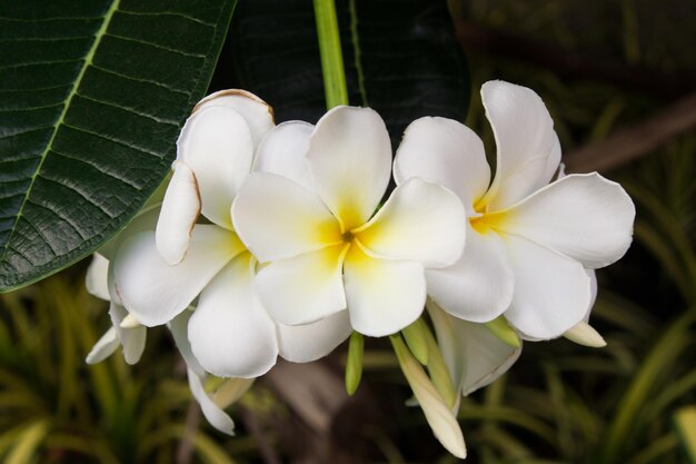 Travel to Bangkok Thailand Whiteyellow flowers of plumeria on the branch in the park