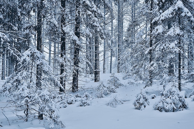 travel to canada winter forest landscape, seasonal view, panorama in the forest covered with snow