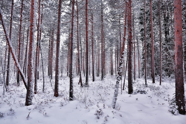 travel to canada winter forest landscape, seasonal view, panorama in the forest covered with snow