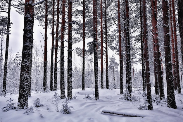 travel to canada winter forest landscape, seasonal view, panorama in the forest covered with snow