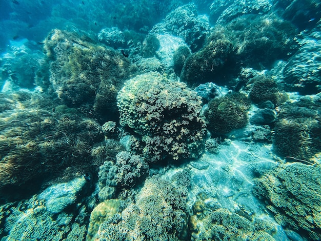 Travel in the diving sea Clear blue sea