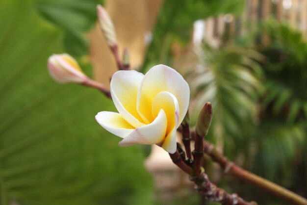 Travel to island Phi Phi Thailand Whiteyellow flowers of plumeria on the branch in the park