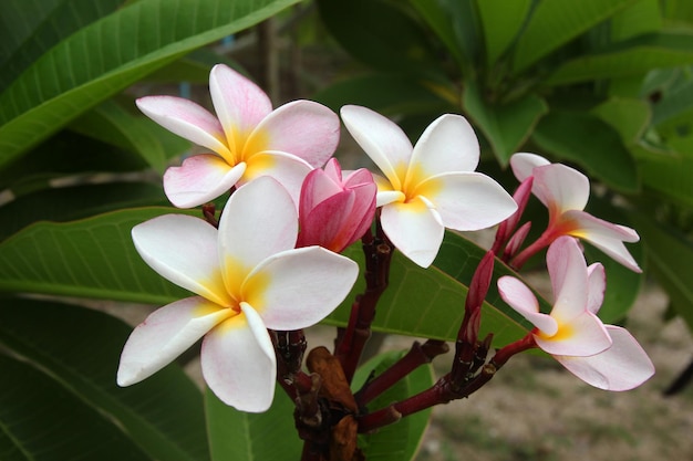 Travel to island Phi Phi Thailand Whiteyellowpink flowers of plumeria frangipani on the branch in the park