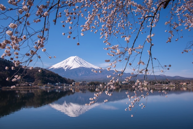 Travel japan with very beautiful scene of sakura  cherry blossom and mt.fuji