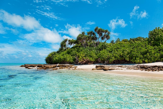 Travel nature wildlife animal photo with blue sky and green palm foliage view