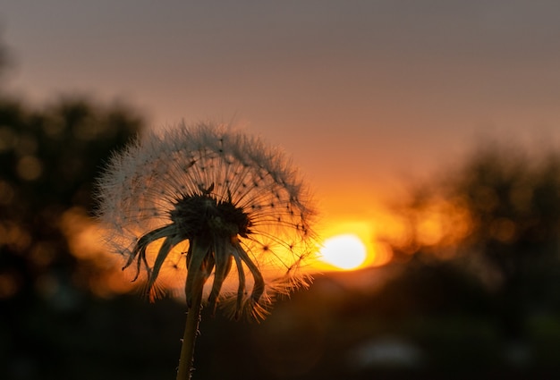 Travel photography, silhouette of a blossoming fluffy dandelion flower front view in the back light on the sunset sky background close up