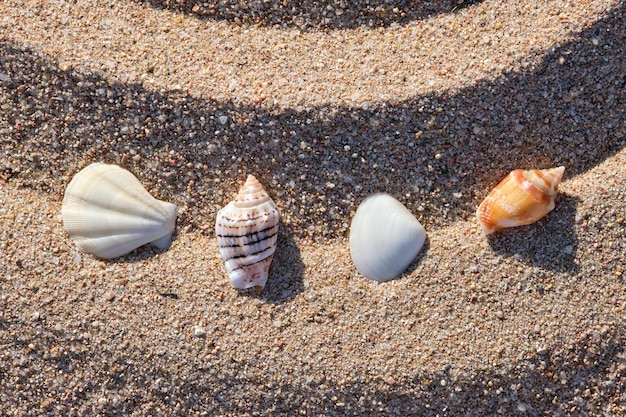 Travel and vacation season summer holiday background Top view of sea shells on beach sand