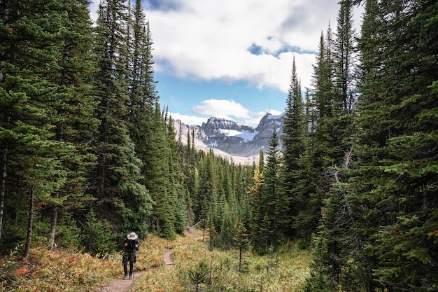 Traveler hiking in pine forest with rocky mountains at Assiniboine provincial park, British Columbia, Canada