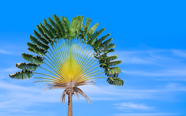 Traveler's palm tree (Ravenala madagascariensis) is growing with blurred blue sky background