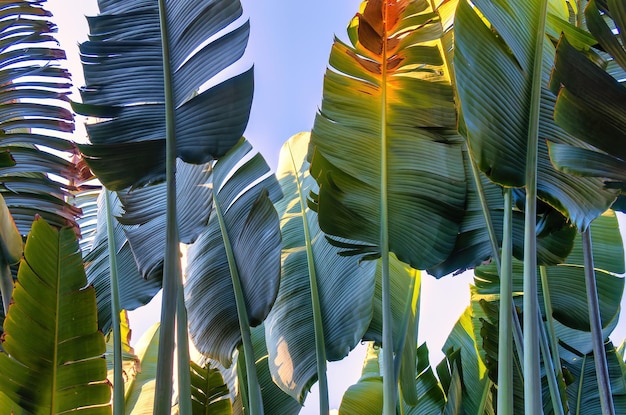 Travelers palm tree pattern background