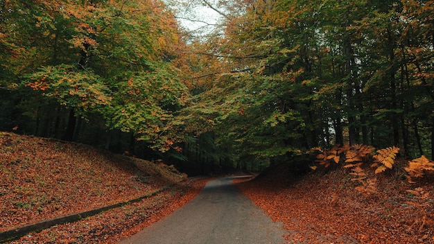 Traveling into the autumnal orange forest in the mountains