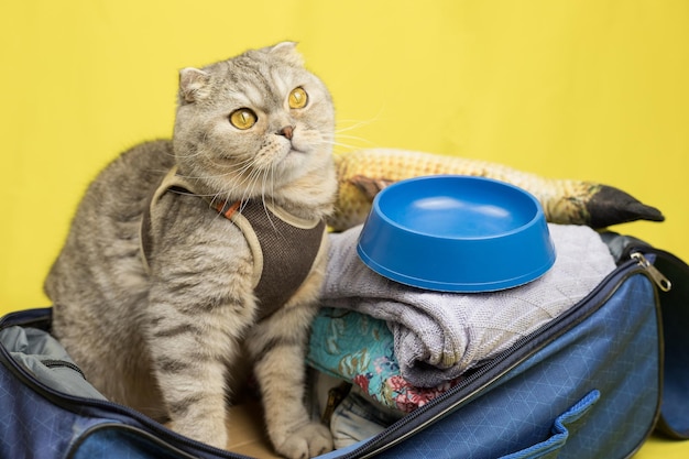 Traveling with a cat A cute Scottish fold cat is sitting in a suitcase ready for the trip Collecting things on vacation