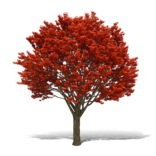 Tree 3D rendering on white background have work path.