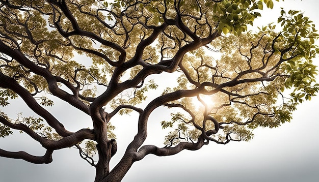 Tree against white background