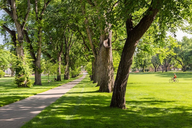 Tree alley with old trees on university campus.