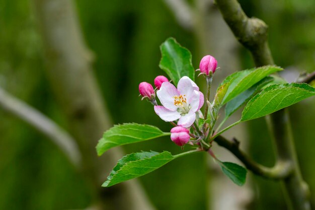 Tree apple trees blossomed closeup of white and pink flowers of a fruit tree on a branch on a blurred background