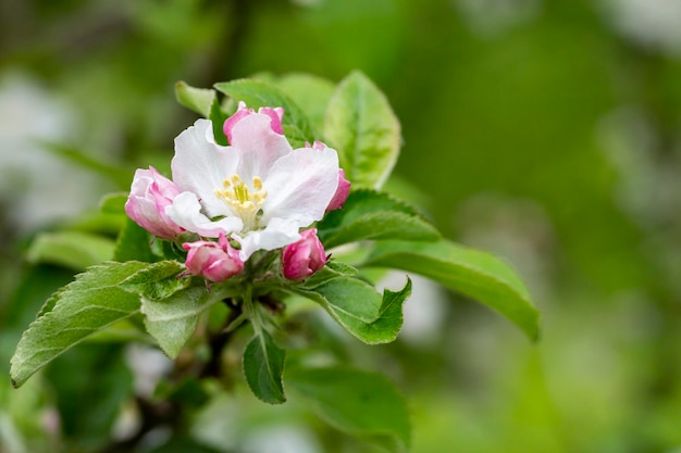 Tree apple trees blossomed closeup of white and pink flowers of a fruit tree on a branch on a blurred background