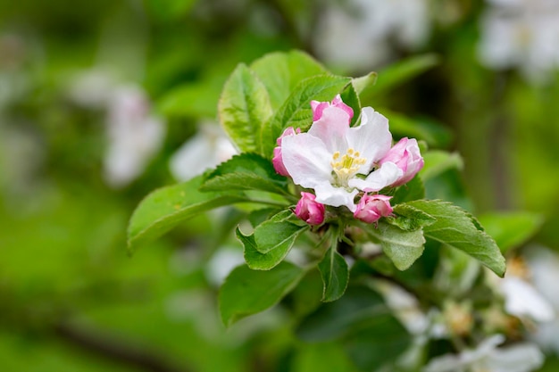 Tree apple trees blossomed closeup of white and pink flowers of a fruit tree on a branch on a blurred background