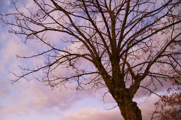 Tree in autumm at sunset