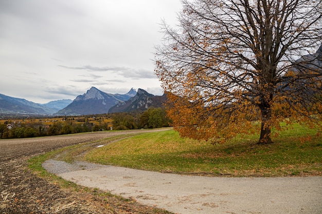 A tree in the autumn near Jenins and Maienfeld Switzerland