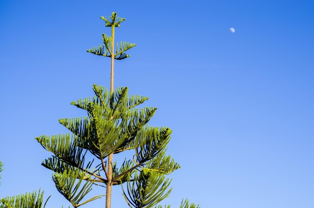 Tree on a background of blue sky