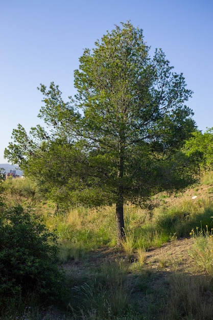 Tree on a background of blue sky