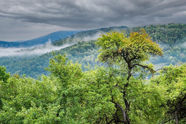 Tree on the background of mountains in fog in cloudy weather