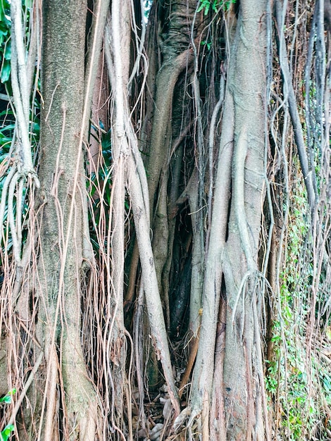 Tree banyan old with many roots