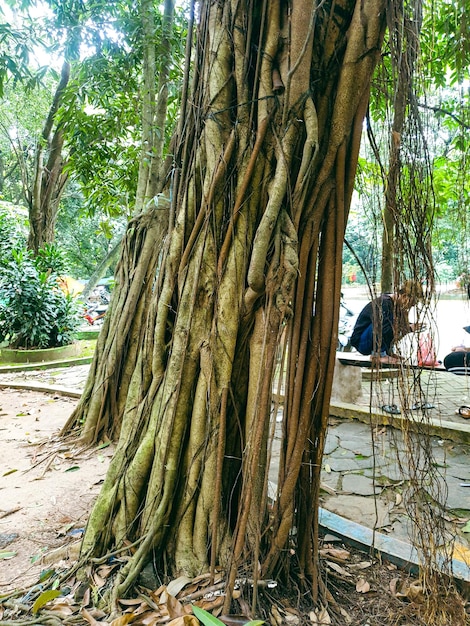 Tree banyan old with many roots