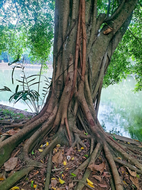 Tree banyan old with many roots