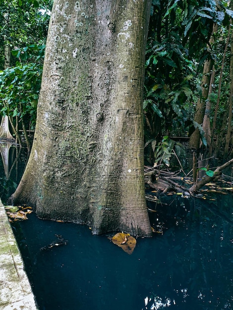 Tree banyan old with many roots