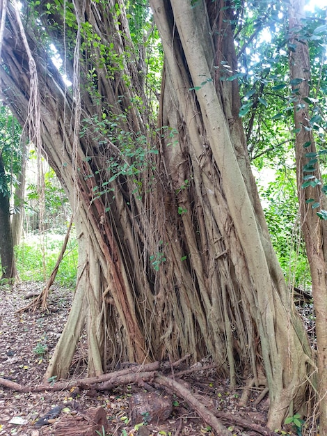 Tree banyan old with many roots