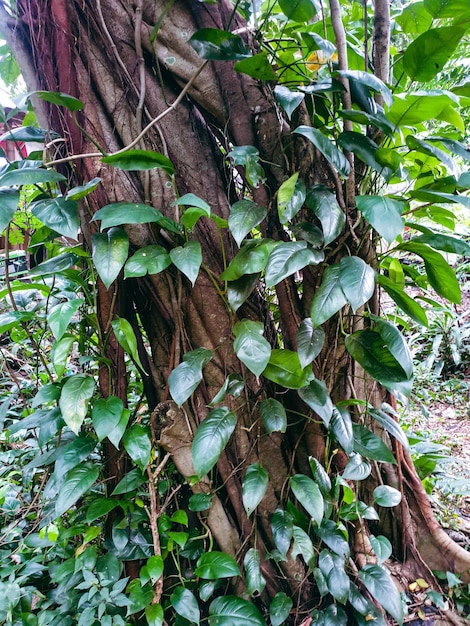 Tree banyan old with many roots