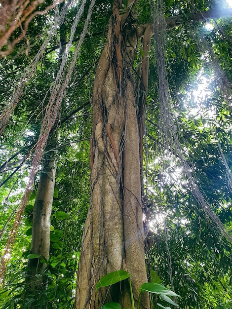 Tree banyan old with many roots