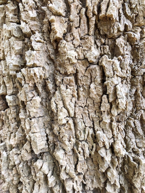 Tree Bark as the Background texture