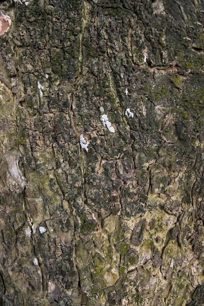 Tree bark background texture natural view