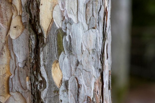 Tree bark and body background beautiful tree background