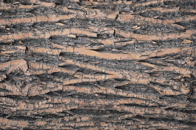 Tree bark close up background