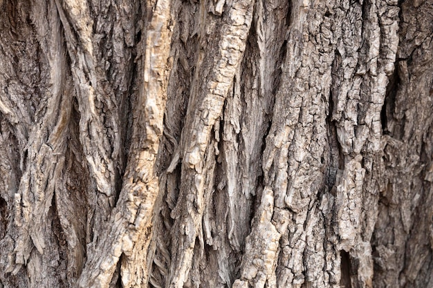 Tree bark closeup Texture for backgrounds