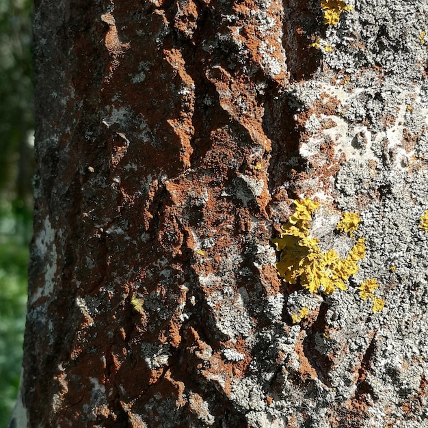 Tree bark covered with lichens xanthoria and algae Trentepohlia