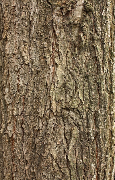 Tree bark macro detail