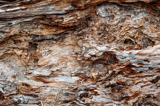 Tree bark pattern texture background close up of bark inner tree stump old tree bark trunk