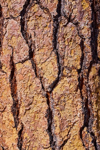 Tree bark textural asset detail of cracks and moss