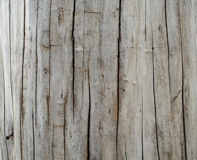 Tree bark. Texture and background close up