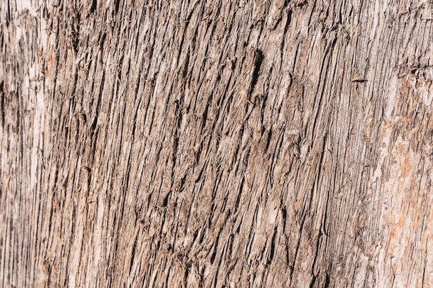 Photo tree bark texture linear patterns in natural wood grey color