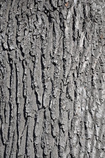 Tree bark texture in sunlight