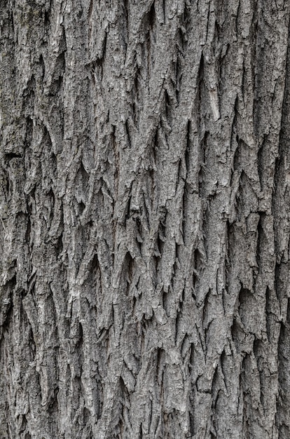 Photo tree bark texture texture for background.